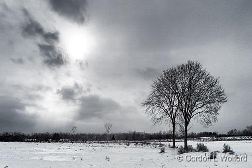 Two Trees_DSCF3989.jpg - Photographed near Smiths Falls, Ontario, Canada.